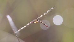 Beameromyia floridensis