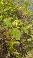 Angiospermae
