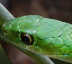 Philothamnus hoplogaster