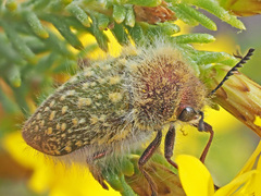 Julodinae