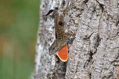 Anolis sagrei