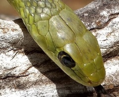 Philothamnus hoplogaster