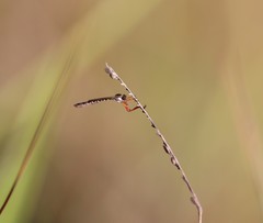 Beameromyia floridensis