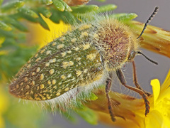 Julodinae