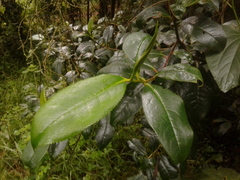 Symplocos mucronata