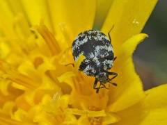 Anthrenus albostictus