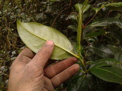 Symplocos mucronata