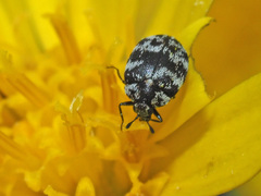 Anthrenus albostictus