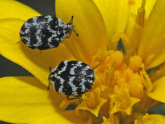 Anthrenus albostictus