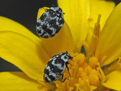 Anthrenus albostictus