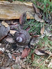 Gastropoda