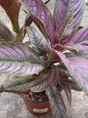 Strobilanthes