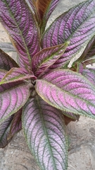 Strobilanthes