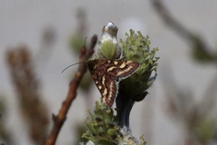 Pyrausta ostrinalis