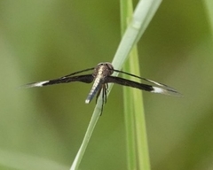 Neurothemis tullia