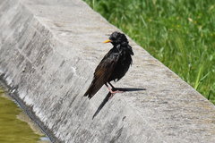 Sturnus vulgaris