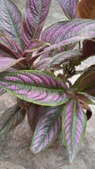 Strobilanthes