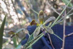 Encyclia patens
