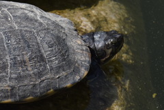 Trachemys scripta