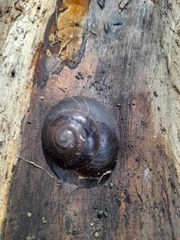 Gastropoda