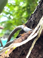 Tetramorium bicarinatum