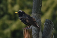 Sturnus vulgaris