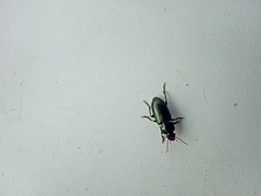 Harpalus