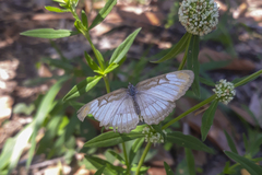 Mestra hersilia