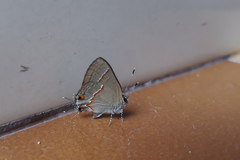 Electrostrymon endymion