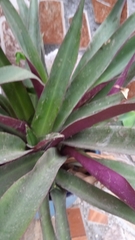 Tradescantia spathacea