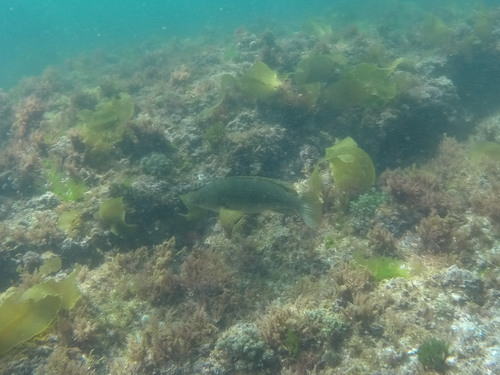 Labrus bergylta