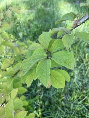 Parrotia subaequalis
