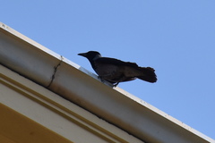 Corvus cornix