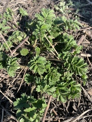 Potentilla tobolensis