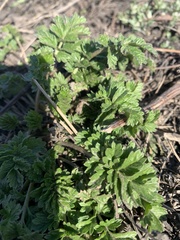 Potentilla tobolensis