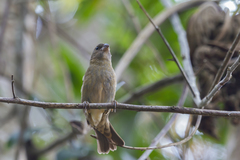 Sporophila frontalis