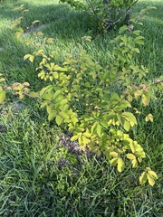 Parrotia subaequalis