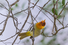 Hemithraupis ruficapilla