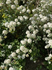Spiraea cantoniensis