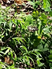 Lepidoptera