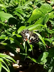 Papilio demoleus