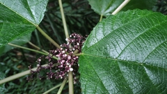 Urera baccifera
