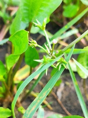 Damasonium alisma
