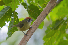 Hylophilus poicilotis