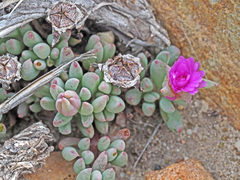 Esterhuysenia alpina