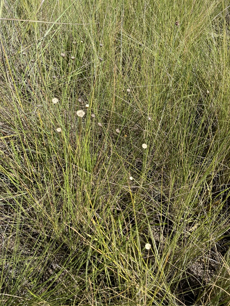 Comanthera elegans