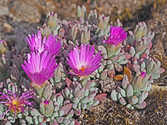 Esterhuysenia alpina
