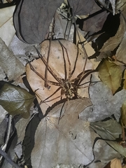 Heteropoda amphora