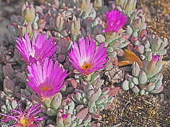 Esterhuysenia alpina