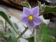 Solanum tomentosum tomentosum